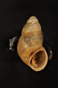 To ANSP Malacology Collection in GBIF (catalog no. 68415)