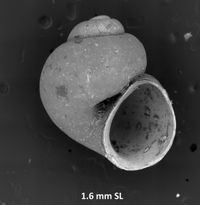 To ANSP Malacology Collection in GBIF (catalog no. 67279)