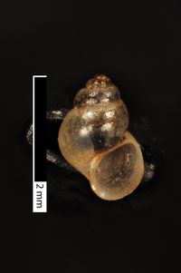 To ANSP Malacology Collection in GBIF (catalog no. 27961)