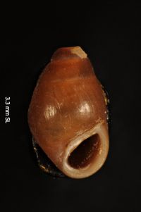 To ANSP Malacology Collection in GBIF (catalog no. 185478)