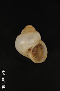 To ANSP Malacology Collection in GBIF (catalog no. 57057)