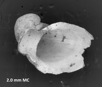 To ANSP Malacology Collection in GBIF (catalog no. 91822)