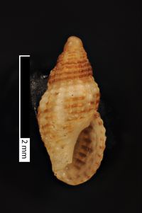 To ANSP Malacology Collection in GBIF (catalog no. 211900)