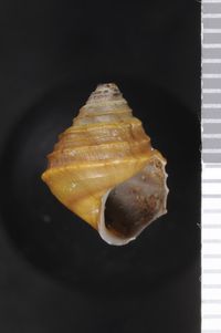 To ANSP Malacology Collection in GBIF (catalog no. 27596)