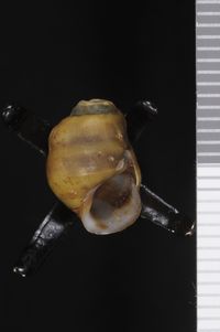 To ANSP Malacology Collection in GBIF (catalog no. 27621)