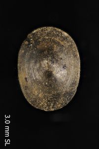 To ANSP Malacology Collection in GBIF (catalog no. 21998)