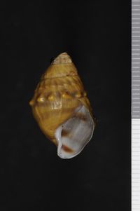 To ANSP Malacology Collection in GBIF (catalog no. 26923)