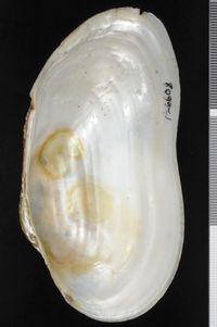 To ANSP Malacology Collection in GBIF (catalog no. 126608)