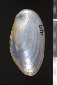 To ANSP Malacology Collection in GBIF (catalog no. 126547)