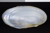 To ANSP Malacology Collection in GBIF (catalog no. 129804)