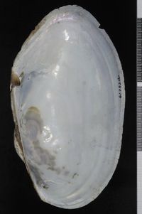 To ANSP Malacology Collection in GBIF (catalog no. 61793)