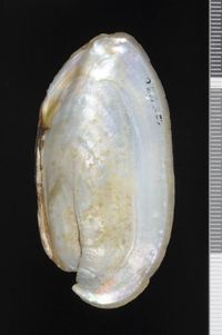 To ANSP Malacology Collection in GBIF (catalog no. 125430)