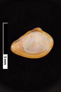 To ANSP Malacology Collection in GBIF (catalog no. 152251)