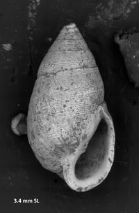 To ANSP Malacology Collection in GBIF (catalog no. 185474)