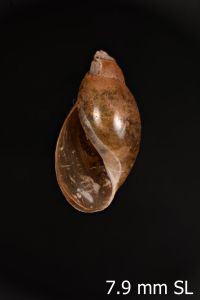 To ANSP Malacology Collection in GBIF (catalog no. 64638)