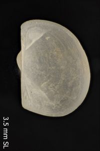 To ANSP Malacology Collection in GBIF (catalog no. 164842)