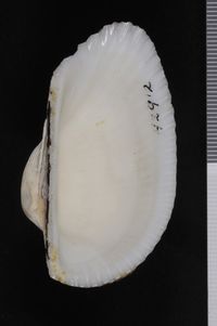 To ANSP Malacology Collection in GBIF (catalog no. 42912)