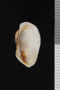 To ANSP Malacology Collection in GBIF (catalog no. 70971)