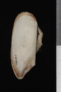 To ANSP Malacology Collection in GBIF (catalog no. 58082)