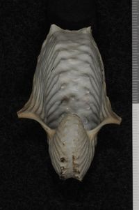 To ANSP Malacology Collection in GBIF (catalog no. 63496)