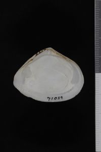 To ANSP Malacology Collection in GBIF (catalog no. 71029)