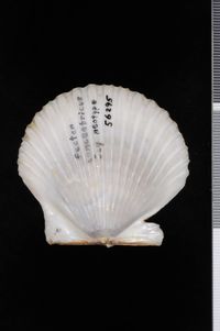 To ANSP Malacology Collection in GBIF (catalog no. 56295)