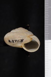 To ANSP Malacology Collection in GBIF (catalog no. 23758)