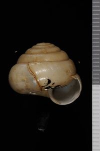 To ANSP Malacology Collection in GBIF (catalog no. 151896)