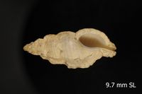 To ANSP Malacology Collection in GBIF (catalog no. 233056)