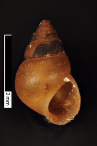 To ANSP Malacology Collection in GBIF (catalog no. 14189)
