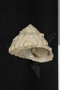 To ANSP Malacology Collection in GBIF (catalog no. 40329)