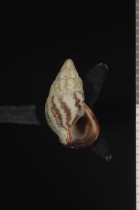 To ANSP Malacology Collection in GBIF (catalog no. 185468)