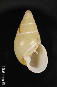 To ANSP Malacology Collection in GBIF (catalog no. 108268)