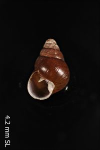 To ANSP Malacology Collection in GBIF (catalog no. 108272)