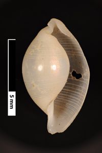 To ANSP Malacology Collection in GBIF (catalog no. 116611)