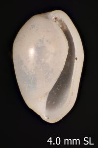 To ANSP Malacology Collection in GBIF (catalog no. 57377)