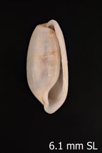 To ANSP Malacology Collection in GBIF (catalog no. 57379)