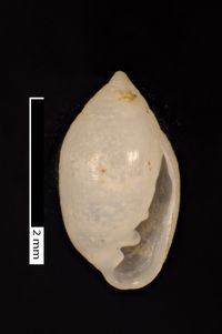 To ANSP Malacology Collection in GBIF (catalog no. 22284)