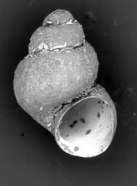 To ANSP Malacology Collection in GBIF (catalog no. 73907)