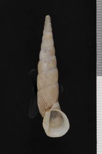 To ANSP Malacology Collection in GBIF (catalog no. 25045)