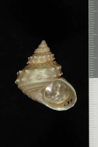 To ANSP Malacology Collection in GBIF (catalog no. 134326)