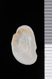 To ANSP Malacology Collection in GBIF (catalog no. 218892)