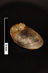 To ANSP Malacology Collection in GBIF (catalog no. 141398)