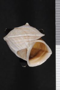 To ANSP Malacology Collection in GBIF (catalog no. 179979)