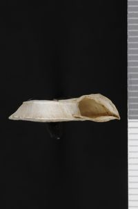 To ANSP Malacology Collection in GBIF (catalog no. 184269)