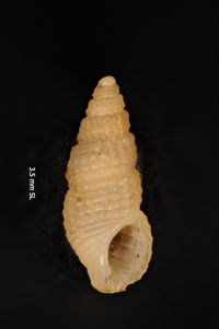 To ANSP Malacology Collection in GBIF (catalog no. 95906)