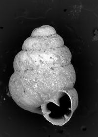 To ANSP Malacology Collection in GBIF (catalog no. 152673)