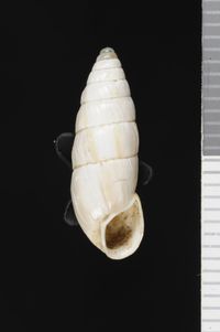 To ANSP Malacology Collection in GBIF (catalog no. 248115)