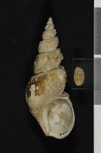 To ANSP Malacology Collection in GBIF (catalog no. 81244)