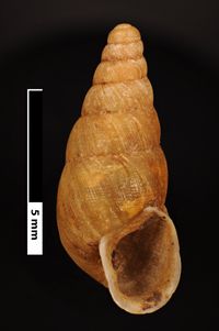 To ANSP Malacology Collection in GBIF (catalog no. 80819)